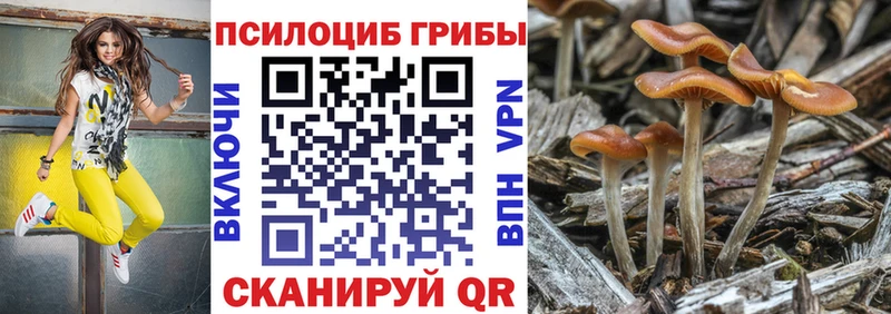 где можно купить наркотик Сухиничи Галлюциногенные грибы Cubensis